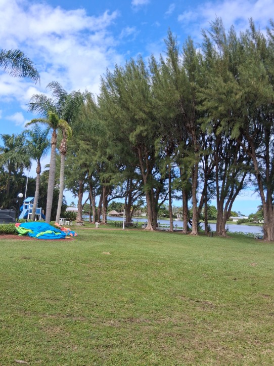 Tree service Palm Beach County FL